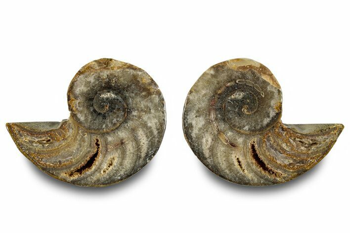 Jurassic Cut & Polished Nautilus (Cymatoceras) Fossil -Madagascar #283124